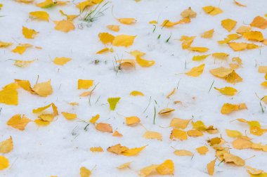 Mevsimin ilk kar yağışı pitoresk bir kış manzarası yaratır. Kar, sonbahar mevsimine biraz sihir ve güzellik katar. Güneş karın bir kısmını eritir ve zıt desenler yaratır.