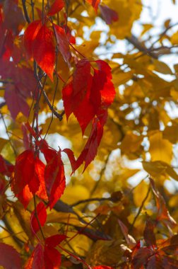 Ağaçların dallarında sonbahar yaprakları. Hiçbir ilkbahar ve yaz güzelliği bir sonbahar yüzünde gördüğüm kadar zarafet yoktur..