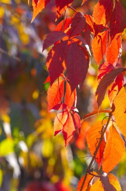 Ağaçların dallarında sonbahar yaprakları. Mumannoe, bulutsuz gökyüzü, Hint yazı. Yapraklar rüzgarda sokağın aşağısına doğru esiyor. Kuzey Kutbu rüzgarından dolayı soğuk titreme. Güneşin son sıcaklığı.