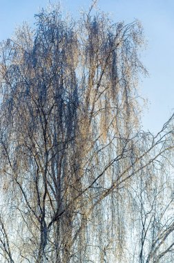 Ağaçlarda buz var. Kim demiş kış çiçek açmaz diye? Karlı bir sürprize hazırlanın: Bu salkımcık ağacı soğuğa karşı koymaya cesaret ediyor, parlak mor renklerini ışıl ışıl bir don zeminine karşı sergiliyor..