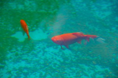 Sazan balığının sükunet içinde yüzüşünün büyüleyici güzelliğini hisset. Sınırların kaybolduğu ve huzuru bulduğun bir sahnede kendini kaybet. Hayal gücünü serbest bırak ve bilinmeyeni keşfet.