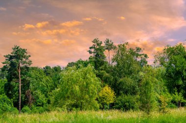 Rahatlayın ve doğanın harikalarıyla yeniden bağlantı kurun: Uzun ağaçların ve dalgalı bulutların koşuşturma ve koşuşturmadan kaçarken dinlendirici bir zemin sağladığı bu geniş alanın huzurunun tadını çıkarın.