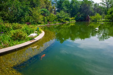 Bu pitoresk park, renkli koi balıklarıyla süslenmiş canlı bir gölette zarif bir şekilde yüzen kar beyazı kuğulardan oluşan büyüleyici bir manzara sunuyor. Sakin Güzel