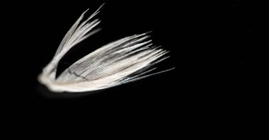 Siyah arkaplanda beyaz tüy, aydınlık ve karanlık arasında çarpıcı bir zıtlık. Saflığın, barışın ve masumiyetin sembolü. Minimalist estetik için eşsiz bir tasarım..