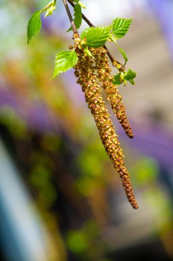 Bir huş ağacının narin özelliklerini çarpıcı detaylarıyla tecrübe edin. Botanik güzelliğindeki yeni hayatın ve büyümenin özünü yakalamak. Baharın başlangıcındaki karmaşıklıkları keşfedin.