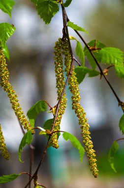 Taze yeşil yapraklarla dolu bahar huş ağacının ilk zamanlarındaki karmaşık detaylarına bakın. Bahar Uyanışı Botanik Harikaları