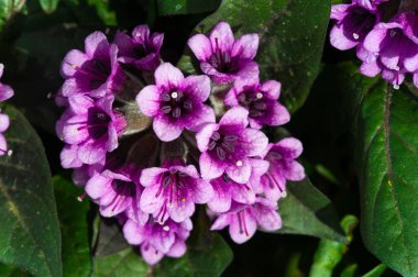 Physochlaina, Çin 'in kuzeybatısında ve çevresindeki bölgelerde bulunan itüzümü familyası Solanaceae' ye ait küçük bir bitki cinsidir..