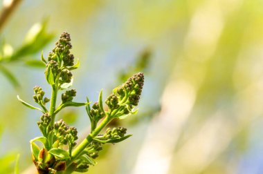 Çiçek açmış leylakların güzelliği karşısında büyülenmeye hazır ol. Doğanın harikalarını Botanik Harikaları ile tecrübe edin. Tomurcukların çiçeğe dönüştüğünü görmek için bizden ayrılmayın..