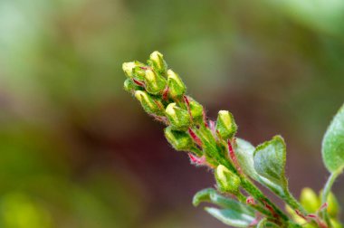 Yaprak döken çalıların ve küçük ağaçların yaklaşık 20 türü. Shadbush.servviceberry.sarwisberry.haziran.böğürtlen. İran böğürtleni. Gül ailesinin temsilcileri..