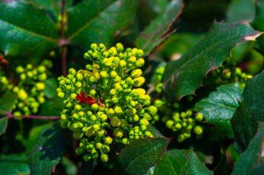 Kuzey Amerika 'nın batısına özgü. Genellikle Oregon üzümü ya da sulu böğürtlen olarak bilinir. Berberidaceae ailesine ait..