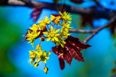 Acer Rubrum, Kuzey Amerika 'nın doğusunda bulundu. Parlak kırmızı sonbahar yapraklarıyla karakterize edilmiş. Çeşitli toprak türlerine ve büyüyen koşullara karşı dirençli. Kuşlar ve sincaplar için yaşam alanı ve yiyecek sağlar..