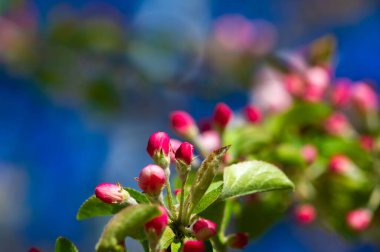 Pembe elma ağacı çiçeğinin güzel bir yakın çekimi. Doğanın karmaşık detaylarının çarpıcı bir gösterisi. Narin taç yapraklarıyla pembenin büyüleyici tonları.