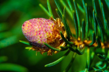 Enjoy the beauty of nature up close with pink pine cones. Bring a touch of calm and renewal to your space with these unique decorations. Ideal for spring decor or natural accents year round. clipart