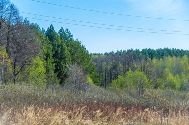 Bahar doğasının güzelliğini hisset. Değişen mevsimleri kucaklayın ve ruhunuzu tazeleyin. Uyanan bir ormanla çevrili huzur ve neşeyi bul..