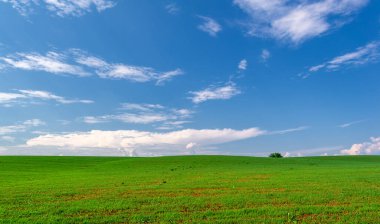  Bahar, genç yeşil buğday güneşte yetişir, ılıman ülkelerde yetişen en en önemli bitkidir, buğday, ekmek yapmak için toprak, vs. 