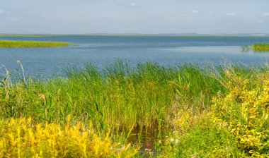 Yaz manzarası. Dünyanın Avrupa bölgesindeki bir nehir. Güneşli sıcak bir gün. Yeşil ağaçlar, çimenler. Mavi gökyüzü küçük bir bulut örtüsüyle.
