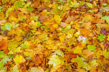 Sonbahar akçaağaç yaprağı, daha yüksek bir bitkinin düz bir yapısıdır. Direk sapına ya da gövdesine bağlı bir bıçağa benzer. Yapraklar fotosentez ve dönüşümün ana organlarıdır.