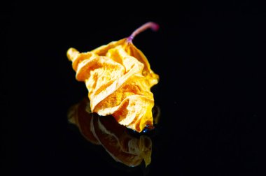 Parlak sarı amber yaprağı ve siyah arkaplan arasındaki güzel renk kontrastı Doğal element herhangi bir alana zarafet ekler Dekoratif amaçlar veya çay karışımları için kullanılabilir lezzet için