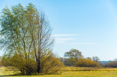 Nehir taşkın ovasında sonbaharın güzelliğinin tadını çıkar. Nehir kıyısındaki altın sarısı ağaçlar. Doğanın güzelliğinin tadını çıkarabileceğiniz huzurlu ve huzurlu bir ortam..