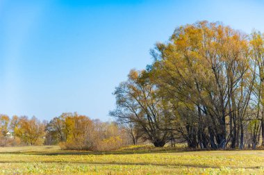 Nehir taşkın ovasında sonbaharın güzelliğinin tadını çıkar. Suya yansıyan sarı ağaçların tadını çıkar. Renkli yaprakların arasında rahatlatıcı bir yürüyüş yap..