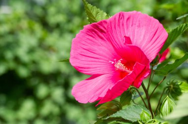 Hibiscus rosa-sinensis, Çin gülü, mor çiçekleri çiçek açmış, parlak ve bereketli altın merkezlerle doluydu.