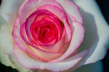 Gül bahçesi. Yüzeyin derinliği. Canlılık tüm buketi doldurur, yüksek merkezli büyük bir çiçeğe dönüşür, yapraklar kabarır, ve sarhoş edici bir lavanta kokusu.