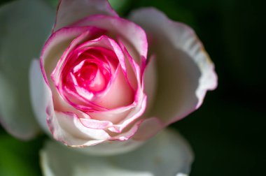 Gül bahçesi. Yüzeyin derinliği. Canlılık tüm buketi doldurur, yüksek merkezli büyük bir çiçeğe dönüşür, yapraklar kabarır, ve sarhoş edici bir lavanta kokusu.