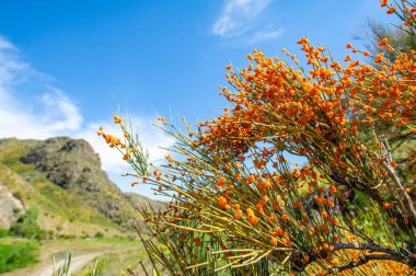 Ephedra distachya Orta Asya 'nın yerlisi ve bazı Avrupa ülkeleri. Solunum hastalıklarında geleneksel tıpta kullanılır. Efedrin içeriyor. Potansiyel yan etkileri olan bir uyarıcı