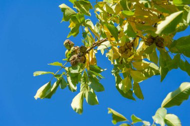Sonbaharı terk ediyor. Sarı yaprakların arasındaki ağaçta ceviz