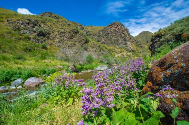 Güzel leylak çiçekleri dingin bir dağ nehrine karşı Doğanın güzelliği büyüleyici bir görüntüye büründü Huzur ve sükunet getiren büyüleyici bir sahne