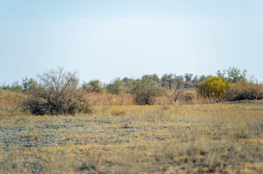 Sonbahar, Steppe. Çayırlar. Sonsuz sonbahar bozkırları arasında, bu yalnız ağaç bize güçlü olma ihtiyacını hatırlatıyor, dünya alışılmadık ve sürekli değişen görünse bile. Köklerini bul