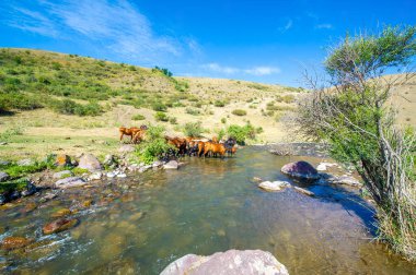 Bir nehir peyzaj boyunca akar. Atlar bir dereden huzur içinde su içiyorlar. Doğanın güzelliği göz açıp kapayıncaya kadar yakalanır..