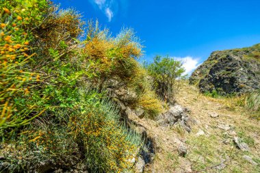Ephedra distachya Orta Asya ve Avrupa 'nın yerlisi. Uyarıcı özellikleri için geleneksel tıpta kullanılır. Genel olarak Pers Ma Huang olarak bilinir..