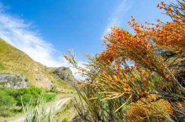 Ephedra distachya. Solunum sorunları ve kilo kaybı için kullanılan şifalı bir bitki. Somlatha olarak da bilinir. Ma Huang. Veya Artiküler köknar. Yüzyıllardır geleneksel tıpta kullanılıyor..