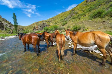 Nehrin aktığı sakin dağ manzarası. Bir at sürüsü dereden huzur içinde su içiyor. Doğanın güzelliği nefes kesici bir sahnede yankılanıyor..