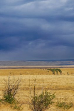 Çayır, düz, çöl. Altın kumun sonsuz genişlikleri arasında pitoresk bir vaha çöl güzelliği