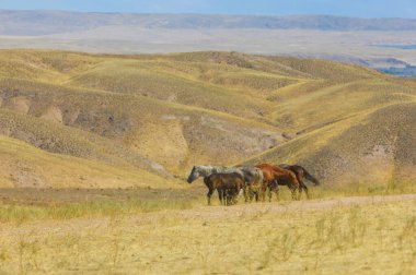 Doğal ortamlarında vahşi atların güzelliği. Kayalık arazide özgürce dolaşmalarını izle. Bu görkemli hayvanların eşsiz ekosistem ve davranışlarını öğrenin..