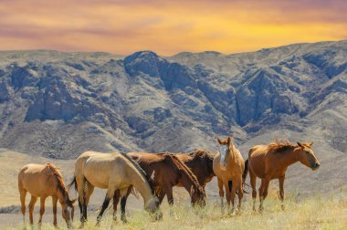 Atlar doğal ortamda huzur içinde otlar. Kayalık zeminde bir nehir deltasının güzel manzarası. Bozkır ortamı atların hareket edebilmesi için geniş bir alan sağlıyor..