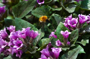Physochlaina, Çin 'in kuzeybatısında ve çevresindeki bölgelerde bulunan itüzümü familyası Solanaceae' ye ait küçük bir bitki cinsidir..