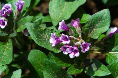 Physochlaina, Çin 'in kuzeybatısında ve çevresindeki bölgelerde bulunan itüzümü familyası Solanaceae' ye ait küçük bir bitki cinsidir..
