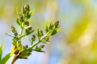 Çiçek açmış leylakların güzelliği karşısında büyülenmeye hazır ol. Doğanın harikalarını Botanik Harikaları ile tecrübe edin. Tomurcukların çiçeğe dönüştüğünü görmek için bizden ayrılmayın..