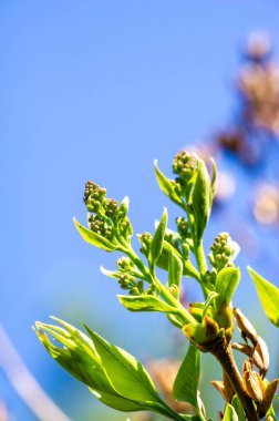 Büyüleyici leylak tomurcuklarına daha yakından bakın. Çiçeklenmek üzere olan güzel çiçeklerin beklentisini hisset. Botanik Harikaları ile doğanın güzelliğini keşfedin.