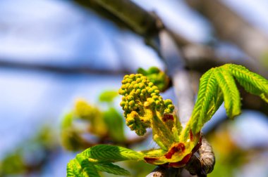 Açılmamış kestane tomurcuklarıyla ilkbaharın şafağının tadını çıkar. Büyüyen ve açan yeni çiçeklerin beklentisini hisset. Umut, yenilenme ve yeni başlangıçları sembolize eder.