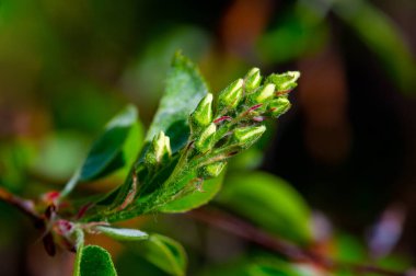 Cins, yaklaşık 20 yaprak döken çalı ve küçük ağaç türünü içerir. Shadbush olarak da bilinir. Serviceberry. Sarvisberry. Haziran meyvesi. İran çileği. Şekerparem. Vahşi erik. Meyveler yenilebilir.