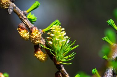 Baharda parlak pembe kozalakların nefes kesici güzelliğinin tadını çıkar. Doğada benzersiz ve nadir görülen bir manzara. Çiçekli çam ağaçları ile doğal dünyanın harikalarını tecrübe edin..