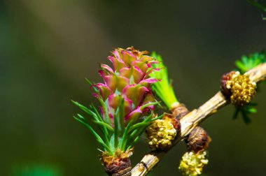 Baharda parlak pembe kozalakların nefes kesici güzelliğinin tadını çıkar. Doğada benzersiz ve nadir görülen bir manzara. Çiçekli çam ağaçları ile doğal dünyanın harikalarını tecrübe edin..