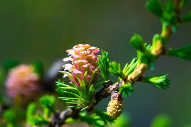 Nadir rastlanan doğal bir fenomenin çarpıcı güzelliğinin tadını çıkar. Pembe karaçam konilerinin baharda çam dallarını nasıl süslediğine bakın. Çiçekli çam ağaçlarının mucizesini ve büyüsünü takdir et..