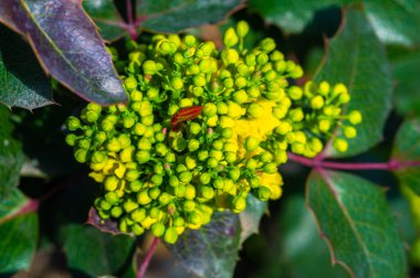Berberis aquifolium, Kuzey Amerika 'da yetişen Berberidaceae familyasından bir bitki türü..