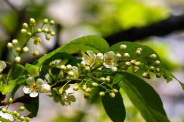 Beyaz kiraz çiçeklerinin dingin bir görüntüsü zarif bir şekilde bir dala tünemiş, etrafımızda açan güzelliğin nazik bir hatırlatıcısı. Doğadan esinlenilmiştir.