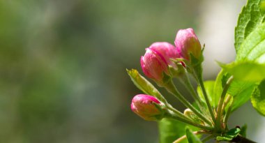 Pembe elma ağacı çiçeğinin güzel bir yakın çekimi. Doğanın narin güzelliğini çarpıcı detaylarıyla yakalıyor. Yumuşak pembe renkleriyle bir çiçek gücü katar.